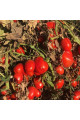 2123 F1 — томат сливка детермінантний (Spark Seeds)