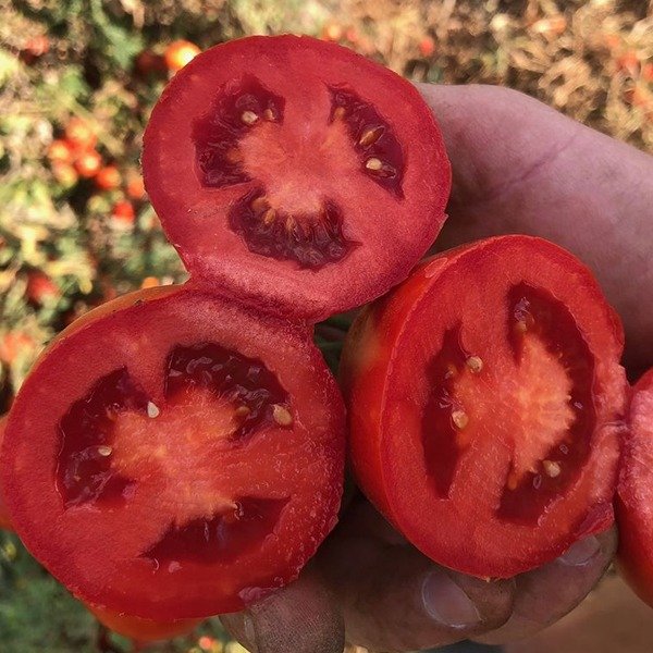 2123 F1 — томат сливка детермінантний (Spark Seeds)