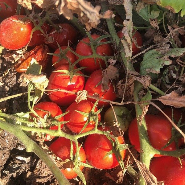 2123 F1 — томат сливка детермінантний (Spark Seeds)