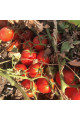 2123 F1 — томат сливка детермінантний (Spark Seeds)