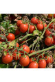 2206 F1 — томат детермінантний (Spark Seeds)