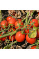 2206 F1 — томат детермінантний (Spark Seeds)