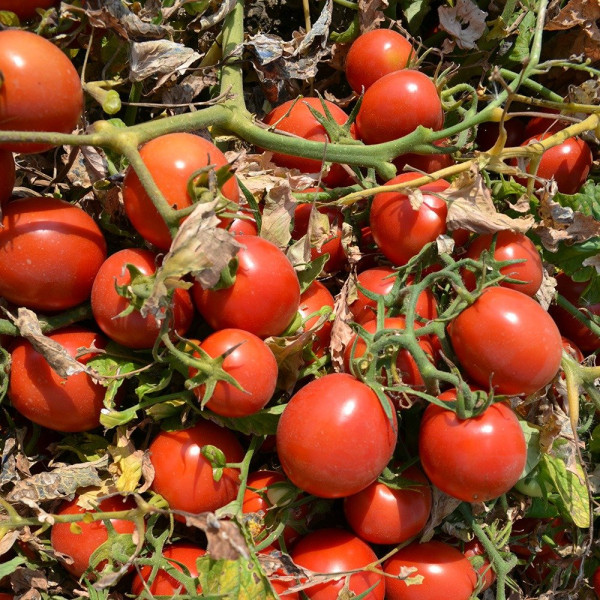 2206 F1 — томат детермінантний (Spark Seeds)