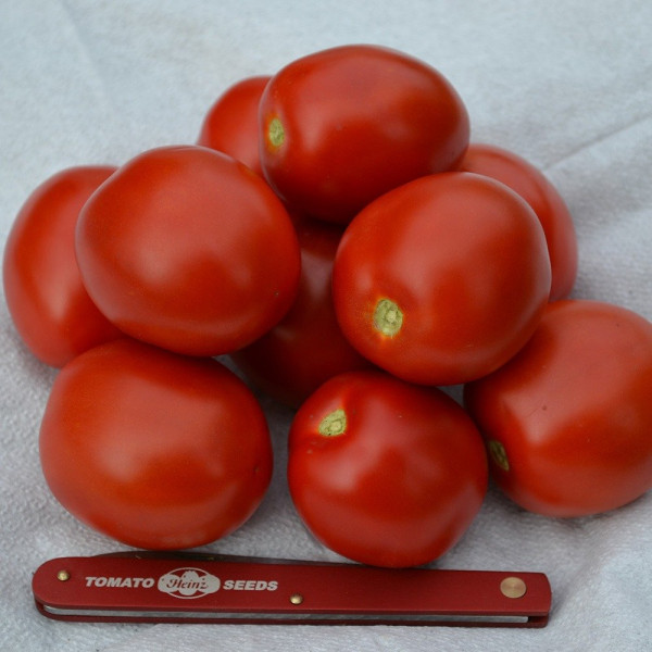 2206 F1 — томат детермінантний (Spark Seeds)