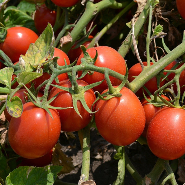2206 F1 — томат детермінантний (Spark Seeds)