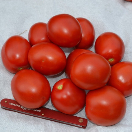 2206 F1 — томат детермінантний (Spark Seeds)