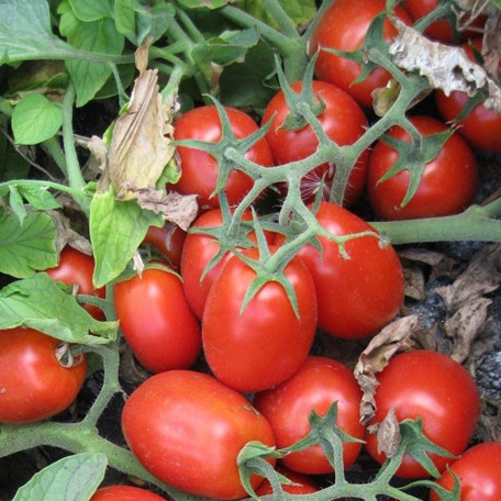 3402 F1 — томат сливка детермінантний (Spark Seeds)