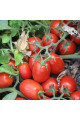 3402 F1 — томат сливка детермінантний (Spark Seeds)