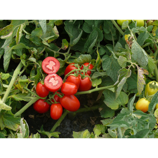 3402 F1 — томат сливка детермінантний (Spark Seeds)