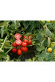 3402 F1 — томат сливка детермінантний (Spark Seeds)