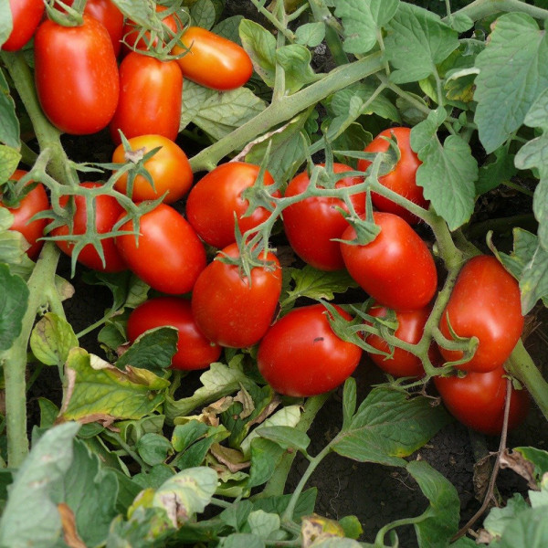 3402 F1 — томат сливка детермінантний (Spark Seeds)