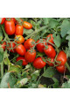 3402 F1 — томат сливка детермінантний (Spark Seeds)
