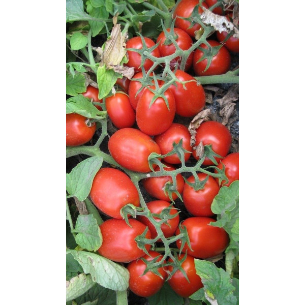 3402 F1 — томат сливка детермінантний (Spark Seeds)