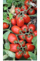 3402 F1 — томат сливка детермінантний (Spark Seeds)