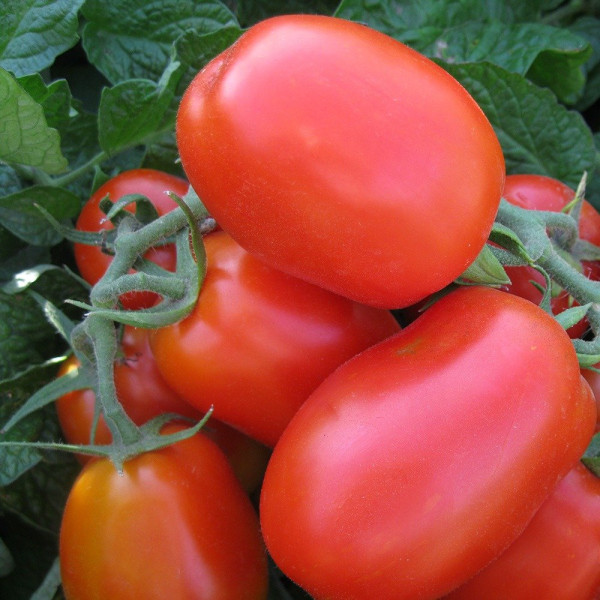 3402 F1 — томат сливка детермінантний (Spark Seeds)
