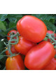 3402 F1 — томат сливка детермінантний (Spark Seeds)