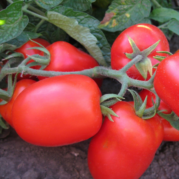 3402 F1 — томат сливка детермінантний (Spark Seeds)