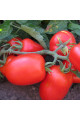 3402 F1 — томат сливка детермінантний (Spark Seeds)