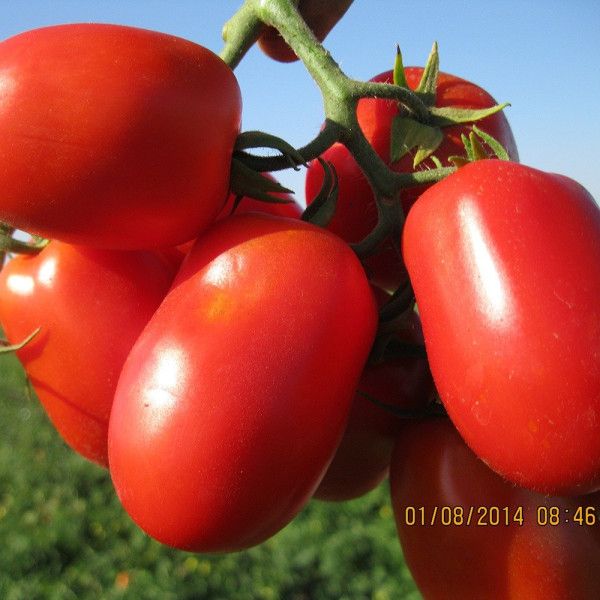 3402 F1 — томат сливка детермінантний (Spark Seeds)