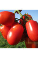 3402 F1 — томат сливка детермінантний (Spark Seeds)