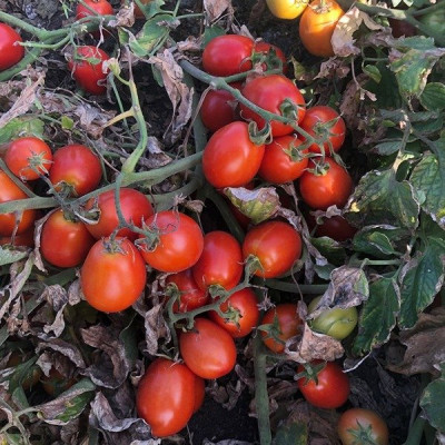 5108 F1 — томат детермінантний (Spark Seeds)