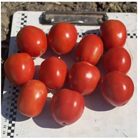 6107 F1 — томат детермінантний (Spark Seeds)