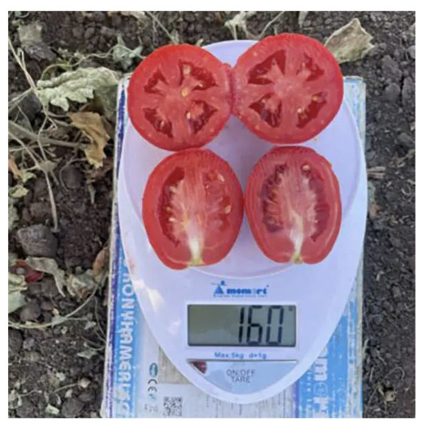 6107 F1 — томат детермінантний (Spark Seeds)