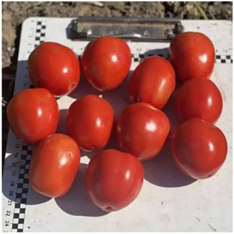 6107 F1 — томат детермінантний (Spark Seeds)