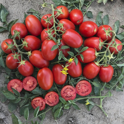 9905 F1 — томат сливка детермінантний (Spark Seeds)