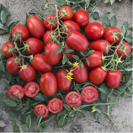 9905 F1 — томат сливка детермінантний (Spark Seeds)