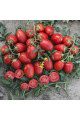 9905 F1 — томат сливка детермінантний (Spark Seeds)