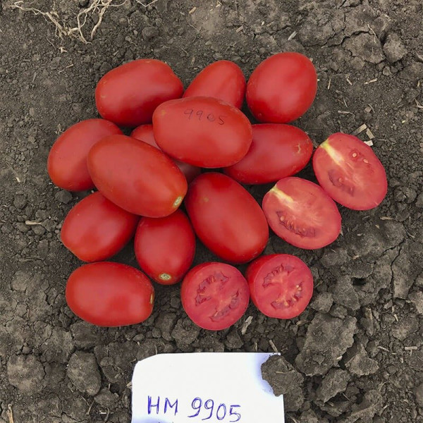 9905 F1 — томат сливка детермінантний (Spark Seeds)