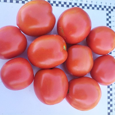 9960 F1 — томат детермінантний (Spark Seeds)
