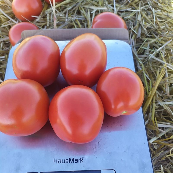 9960 F1 — томат детермінантний (Spark Seeds)