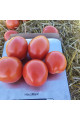 9960 F1 — томат детермінантний (Spark Seeds)