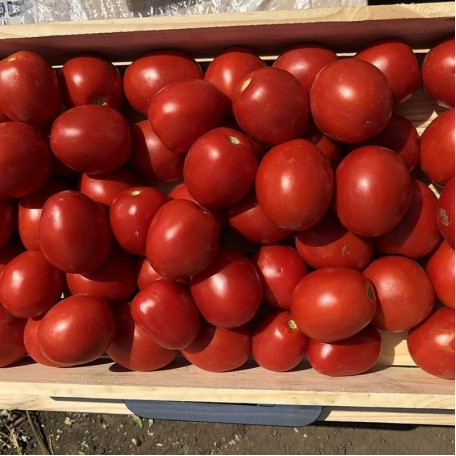 9969 F1 — томат детермінантний (Spark Seeds)