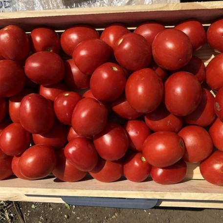 9969 F1 — томат детермінантний (Spark Seeds)