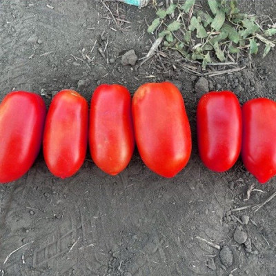 Драй F1 — томат детермінантний (Spark Seeds)