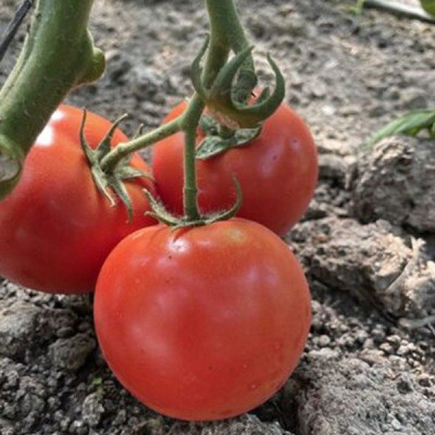 F155 F1 — томат індетермінантний (Spark Seeds)