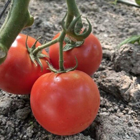 F155 F1 — томат індетермінантний (Spark Seeds)