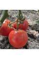 F155 F1 — томат індетермінантний (Spark Seeds)