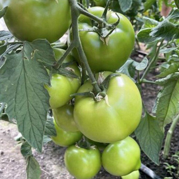 F155 F1 — томат індетермінантний (Spark Seeds)