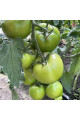 F155 F1 — томат індетермінантний (Spark Seeds)