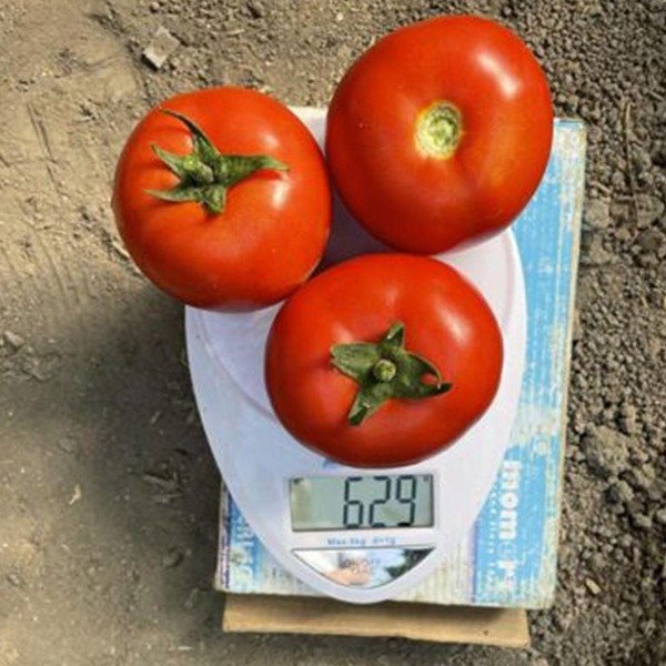 F155 F1 — томат індетермінантний (Spark Seeds)