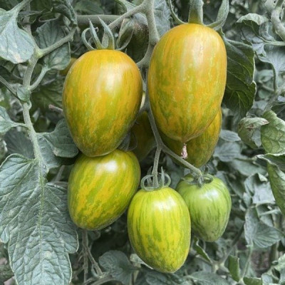Корвалліс F1 — томат сливка індетермінантний (Spark Seeds)