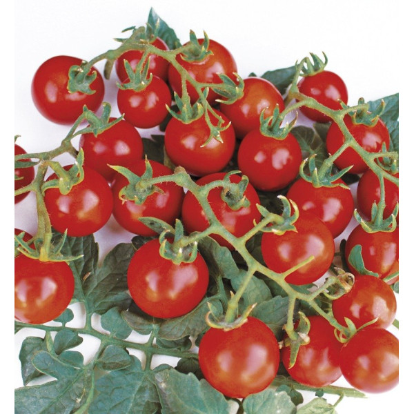 Старскрім F1 — черрі томат детермінантний (Spark Seeds)