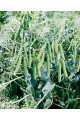 Бінго — горох пізній (Syngenta)