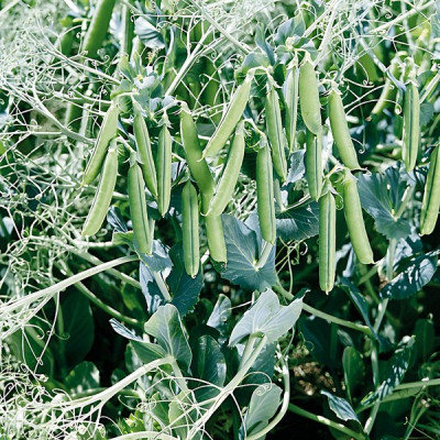 Бінго — горох пізній (Syngenta)
