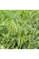 Ельдорадо — горох середньоранній (Syngenta)