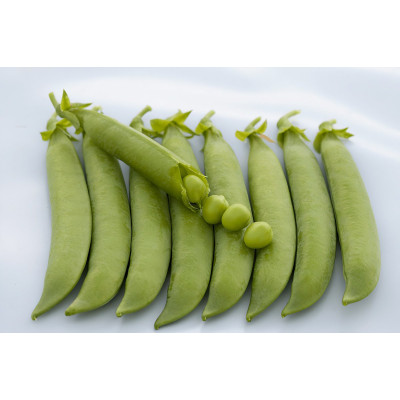 Грюнді — горох пізній (Syngenta)